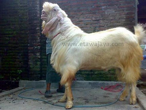 kambing etawa senduro super samson 130 kg