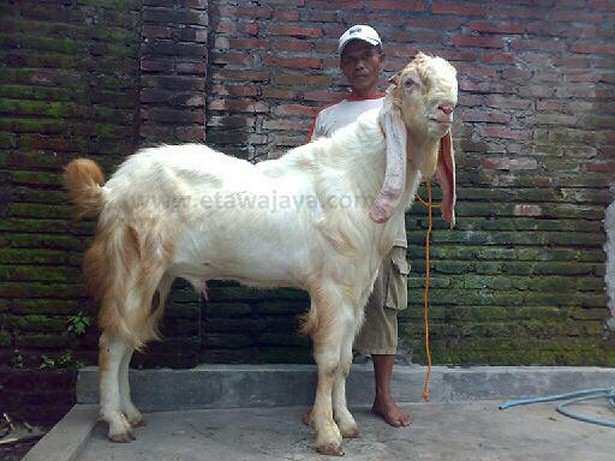 kambing etawa super senduro dewa jamnapari 40 cm