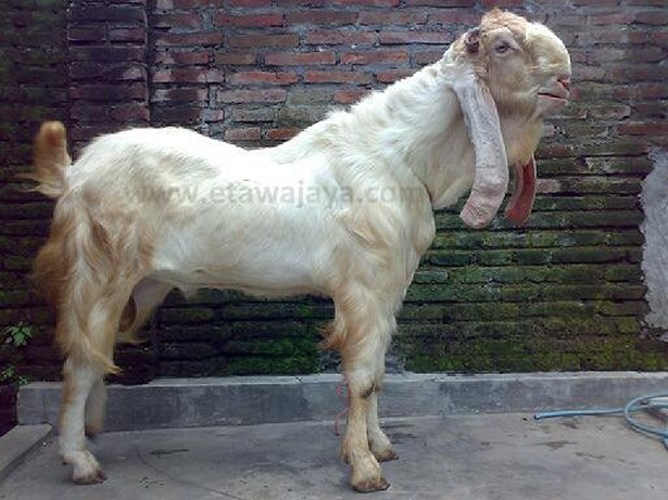 kambing etawa super senduro dewa jamnapari 40 cm