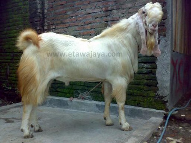 kambing-etawa-super-hercules