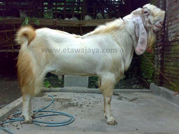 kambing-etawa-super-hercules