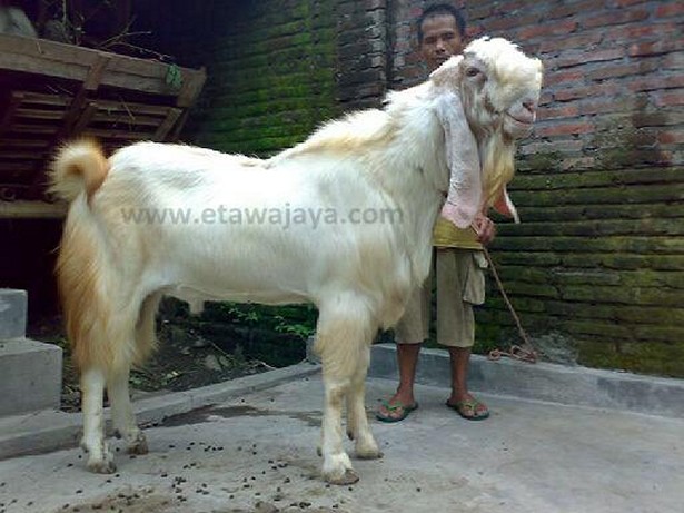 kambing-etawa-super-hercules