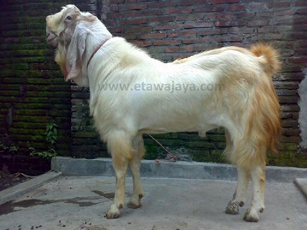 kambing-etawa-super-hercules