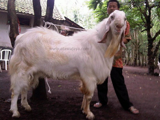 kambing-etawa-super-kublai-khan