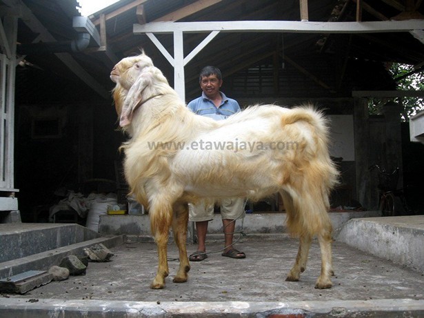 kambing-etawa-super-maharaja