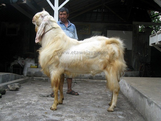 kambing-etawa-super-maharaja