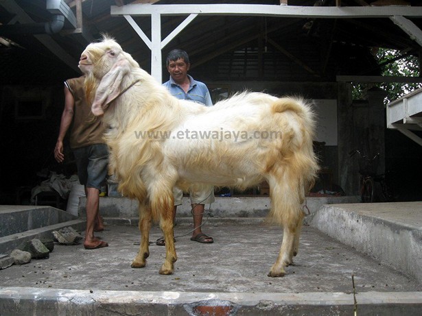 kambing-etawa-super-maharaja