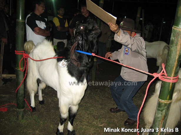 kambing-etawa-super-minak-koncar