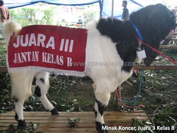 kambing-etawa-super-minak-koncar