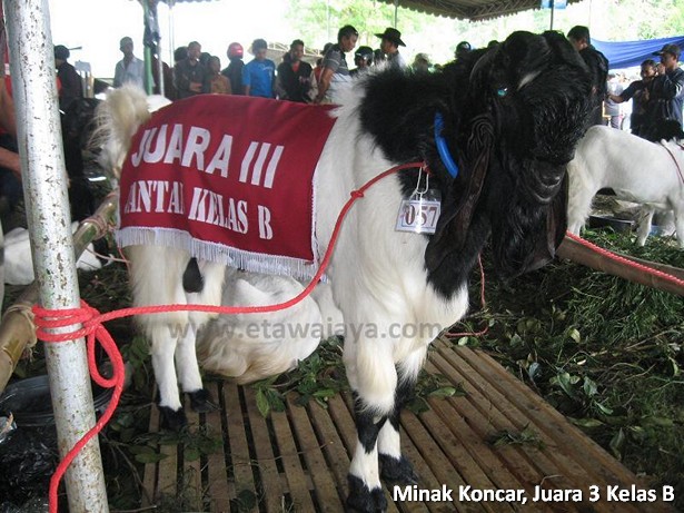 kambing-etawa-super-minak-koncar
