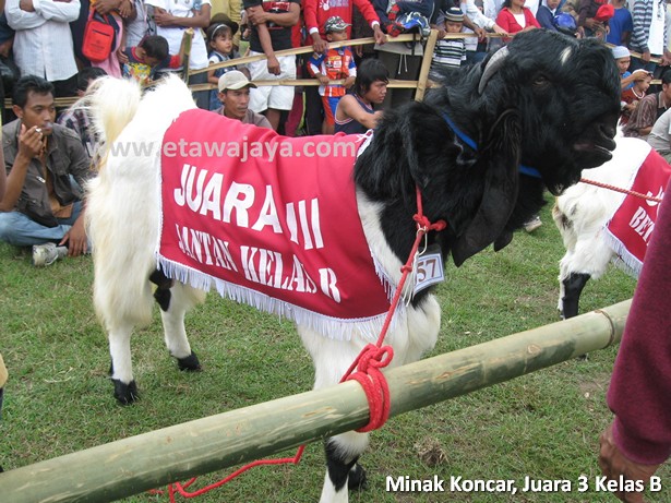 kambing-etawa-super-minak-koncar