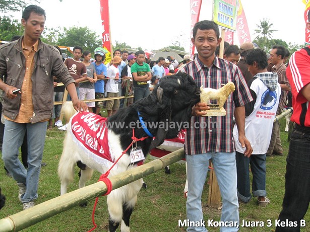 kambing-etawa-super-minak-koncar
