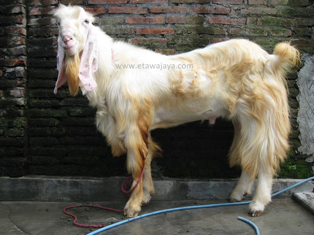 kambing-etawa-super-rewok