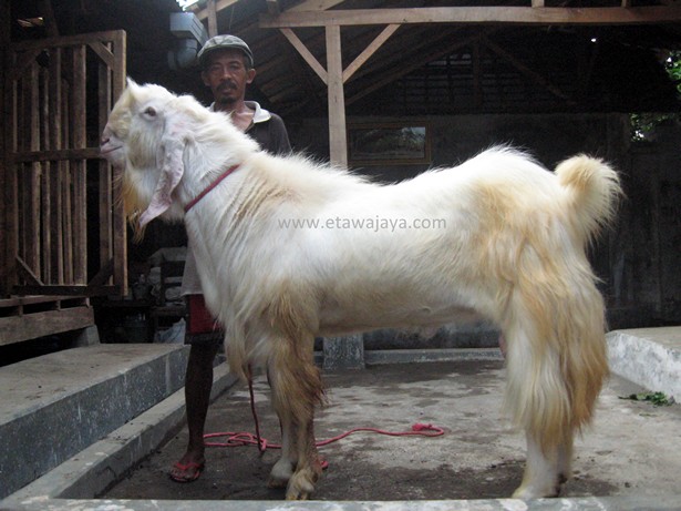 kambing-etawa-super-rewok