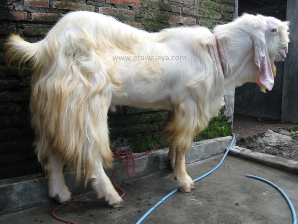 kambing-etawa-super-rewok