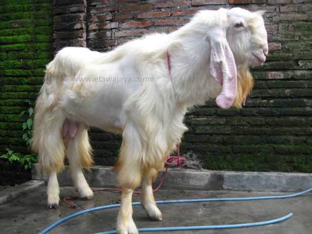 kambing-etawa-super-rewok