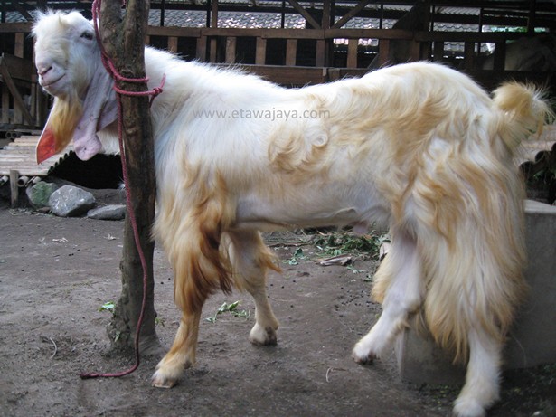 kambing-etawa-super-rewok