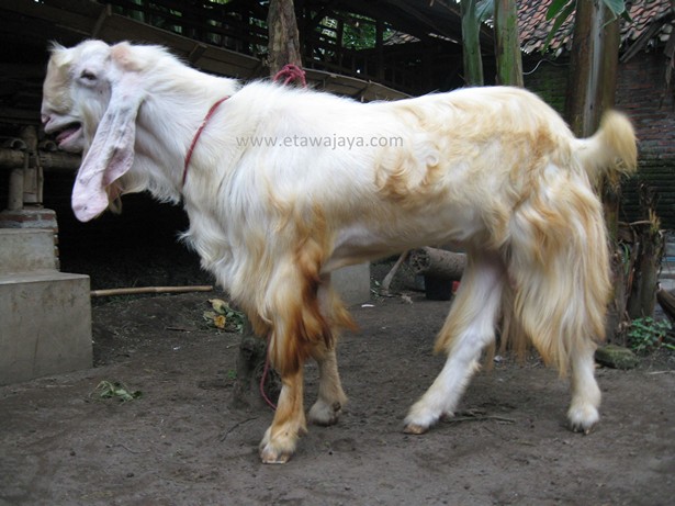 kambing-etawa-super-rewok