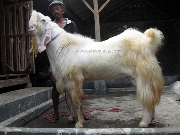 kambing-etawa-super-rewok