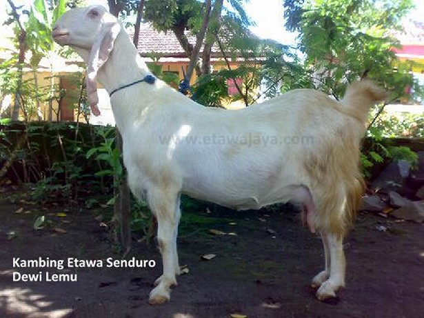 kambing-etawa-senduro-dewi-lemu-laktasi-2