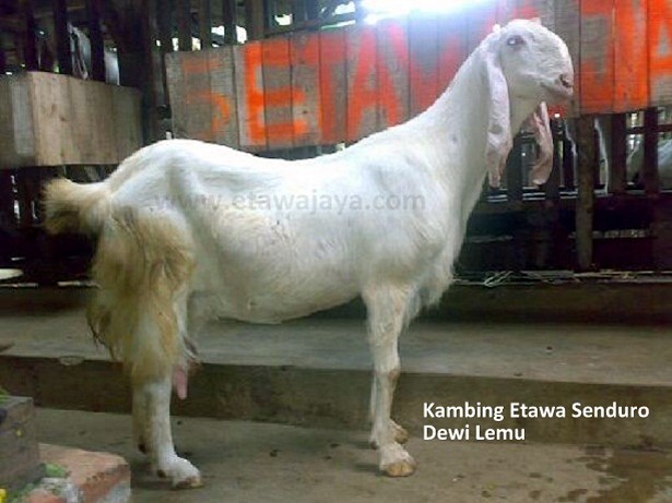 kambing-etawa-senduro-dewi-lemu-laktasi-2