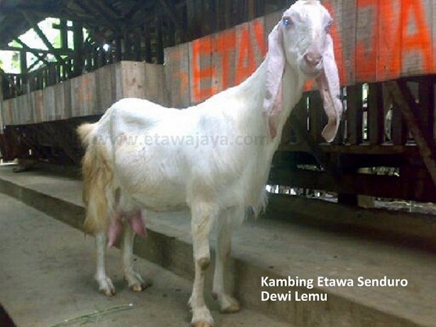 kambing-etawa-senduro-dewi-lemu-laktasi-2