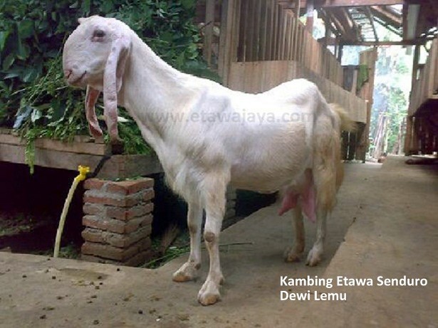 kambing-etawa-senduro-dewi-lemu-laktasi-2