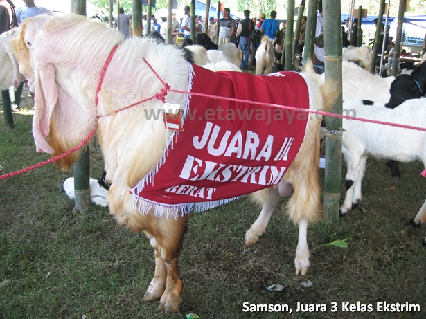 kambing etawa senduro super samson 130 kg