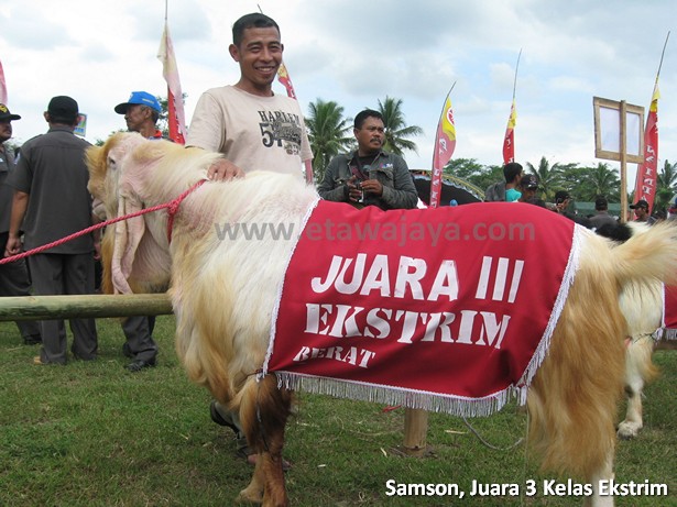 kambing etawa senduro super samson 130 kg