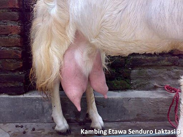 kambing perah etawa senduro laktasi 3