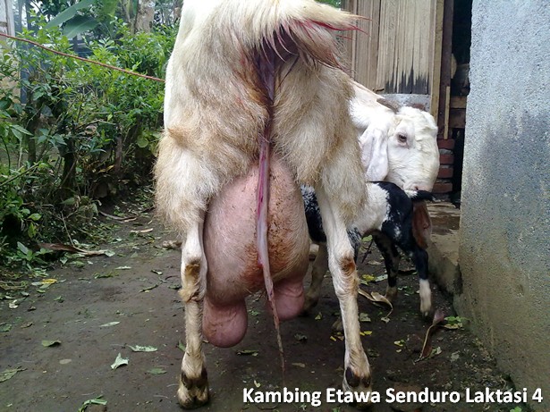 kambing peranakan etawa senduro laktasi 4