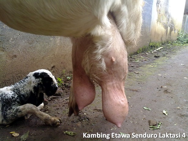 kambing peranakan etawa senduro laktasi 4