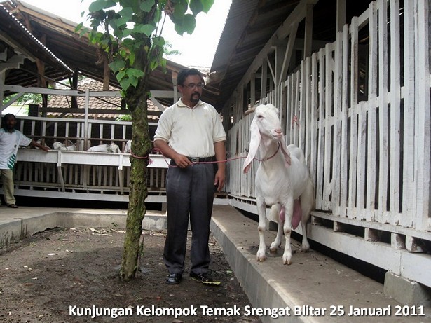 kelompok-ternak-kambing-etawa-srengat-blitar