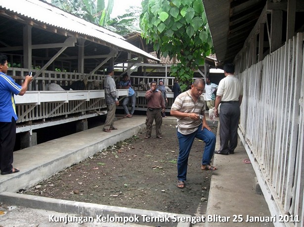 kelompok-ternak-kambing-etawa-srengat-blitar