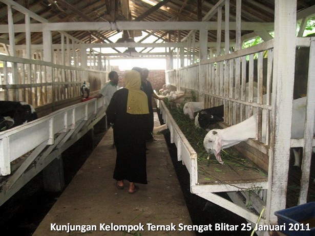 kelompok-ternak-kambing-etawa-srengat-blitar