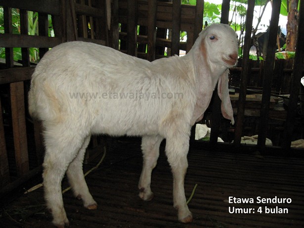 keunggulan-kambing-etawa-senduro