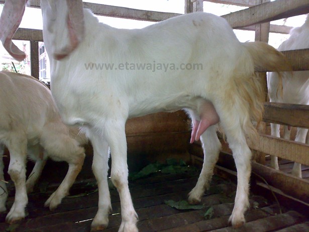 keunggulan-kambing-etawa-senduro