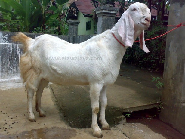keunggulan-kambing-etawa-senduro
