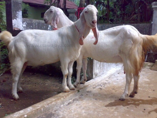 keunggulan-kambing-etawa-senduro