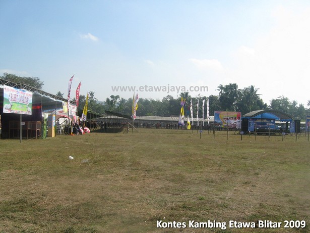 kontes-kambing-etawa-blitar-2009