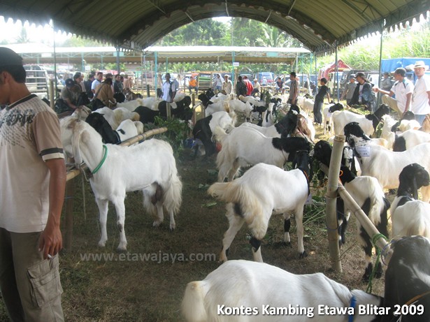 kontes-kambing-etawa-blitar-2009