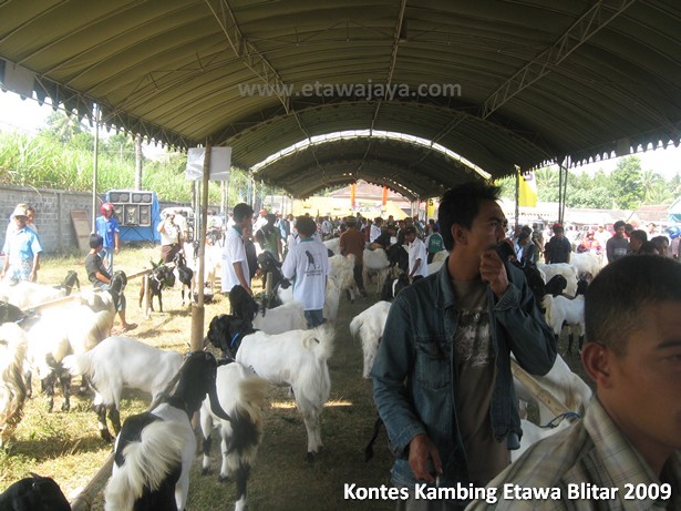 kontes-kambing-etawa-blitar-2009