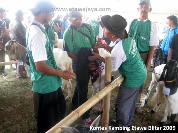 kontes-kambing-etawa-blitar-2009