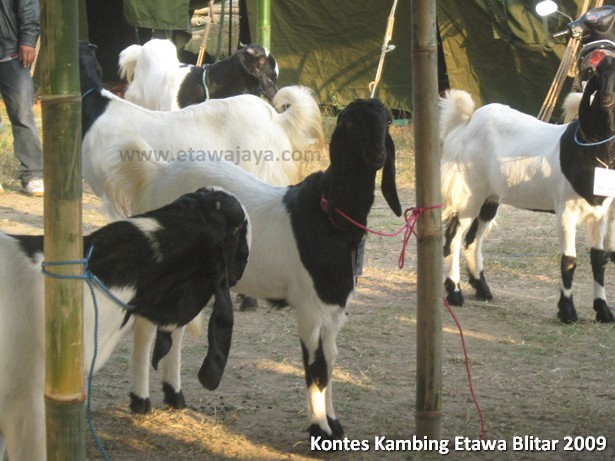 kontes-kambing-etawa-blitar-2009