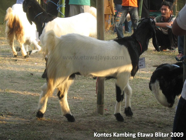 kontes-kambing-etawa-blitar-2009