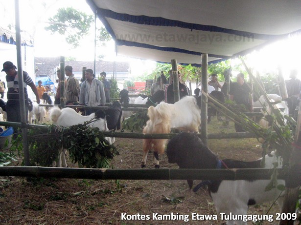 kontes-kambing-etawa-tulungagung-2009