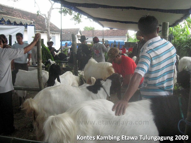 kontes-kambing-etawa-tulungagung-2009