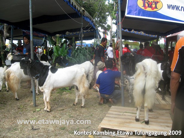 kontes-kambing-etawa-tulungagung-2009