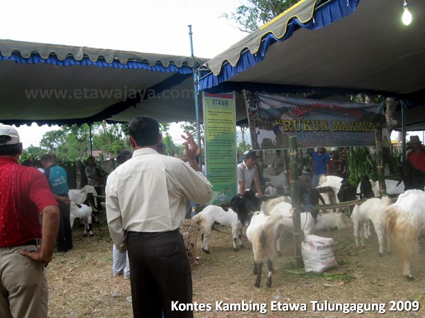 kontes-kambing-etawa-tulungagung-2009