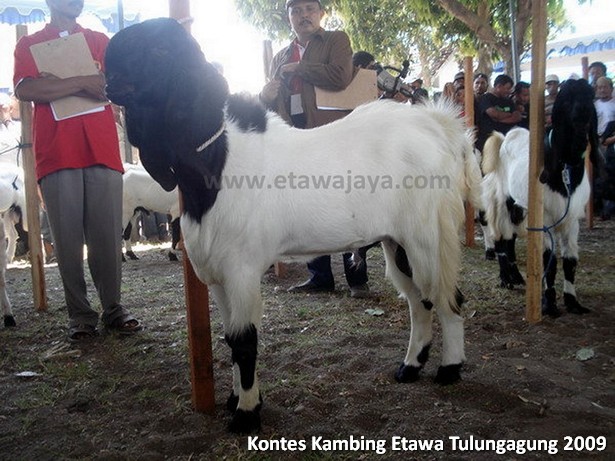kontes-kambing-etawa-tulungagung-2009